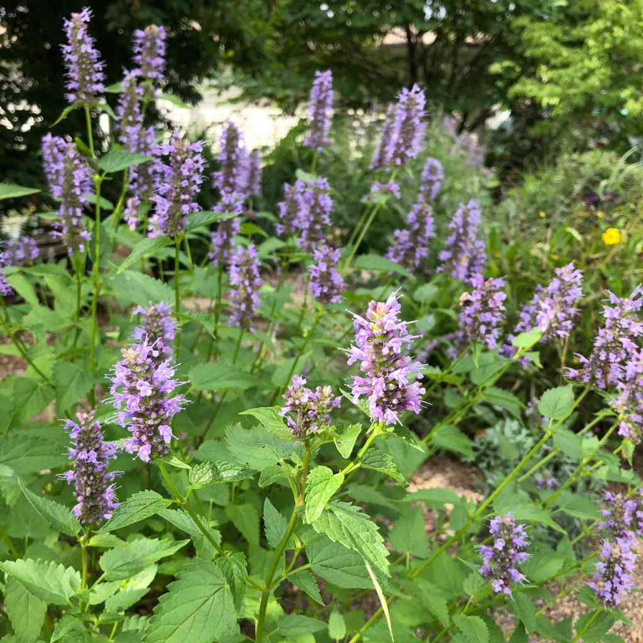 Agastache 'Black Adder' - Hyssop hybrid 'Black Adder' - sun loving perennial and great cut flower