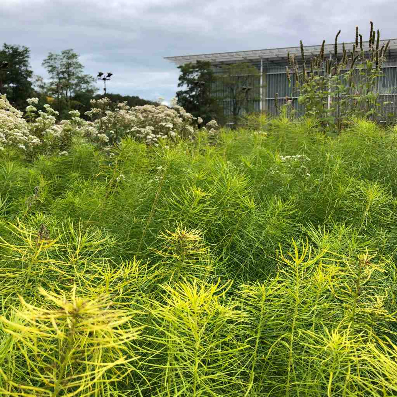 Amsonia hubrichtii - perennials with colorful leaves and late fall interest ©US Perennials