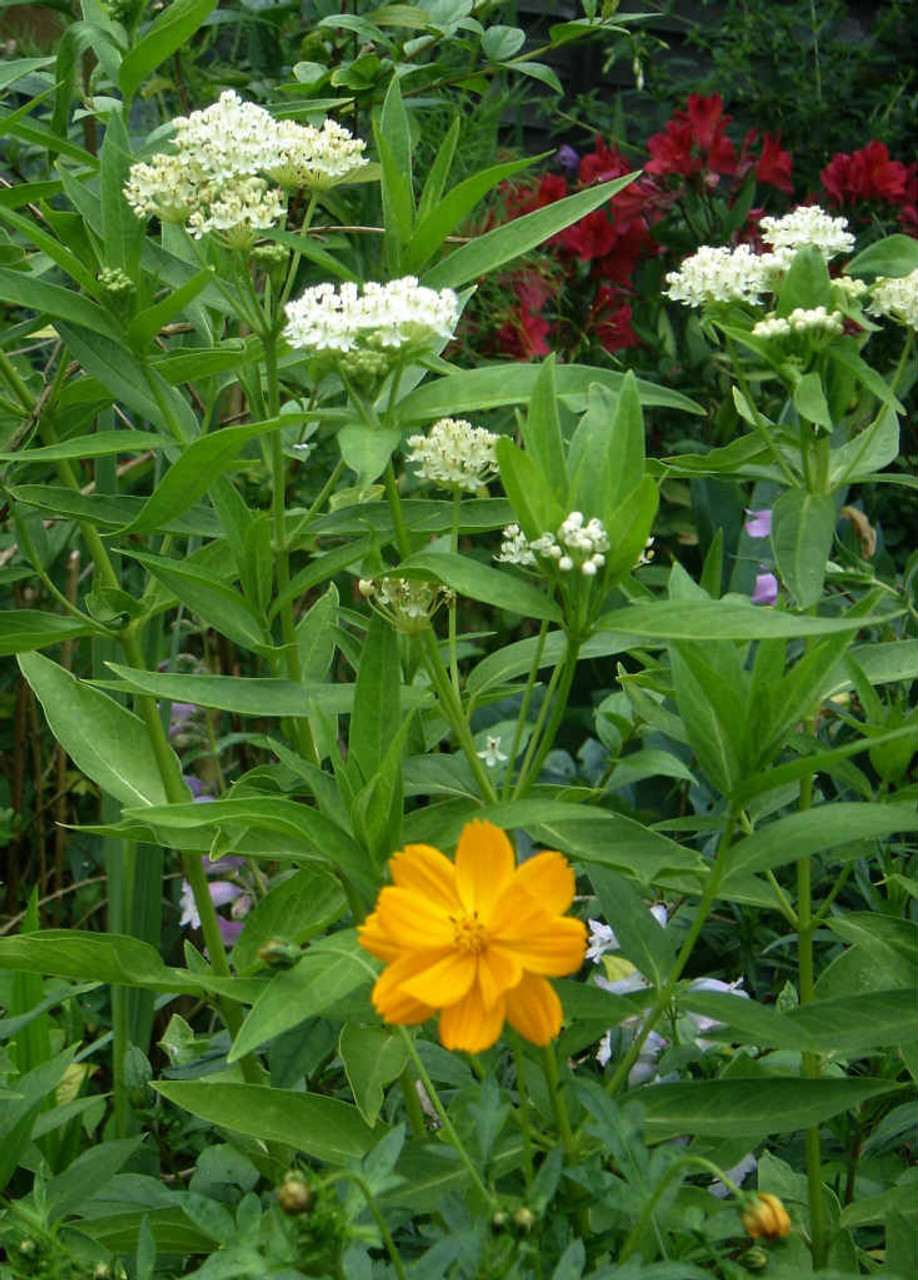 Asclepias incarnata 'Iceballet' - Swamp milkweed 'Iceballet' - white flowering native perennial for sunny garden with average moisture up to wet soils