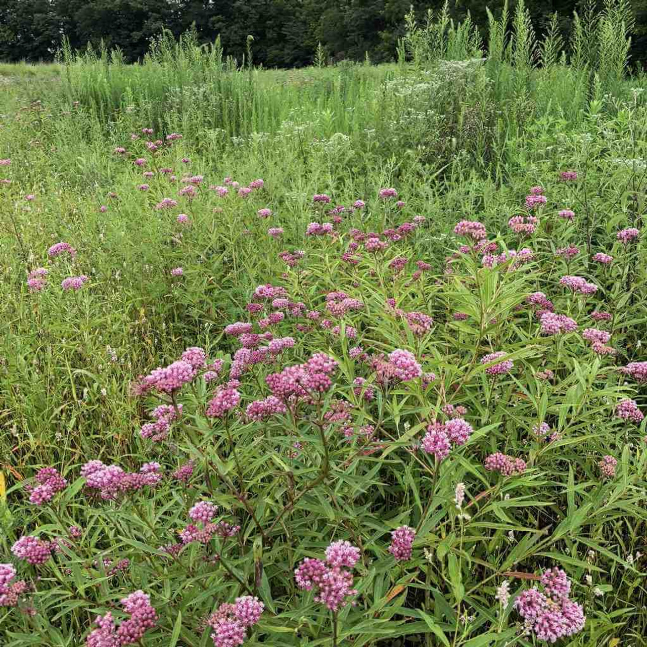 Swamp Milkweed - Asclepias incarnata - non aggressive milkweed that tolerates drier or moist soils