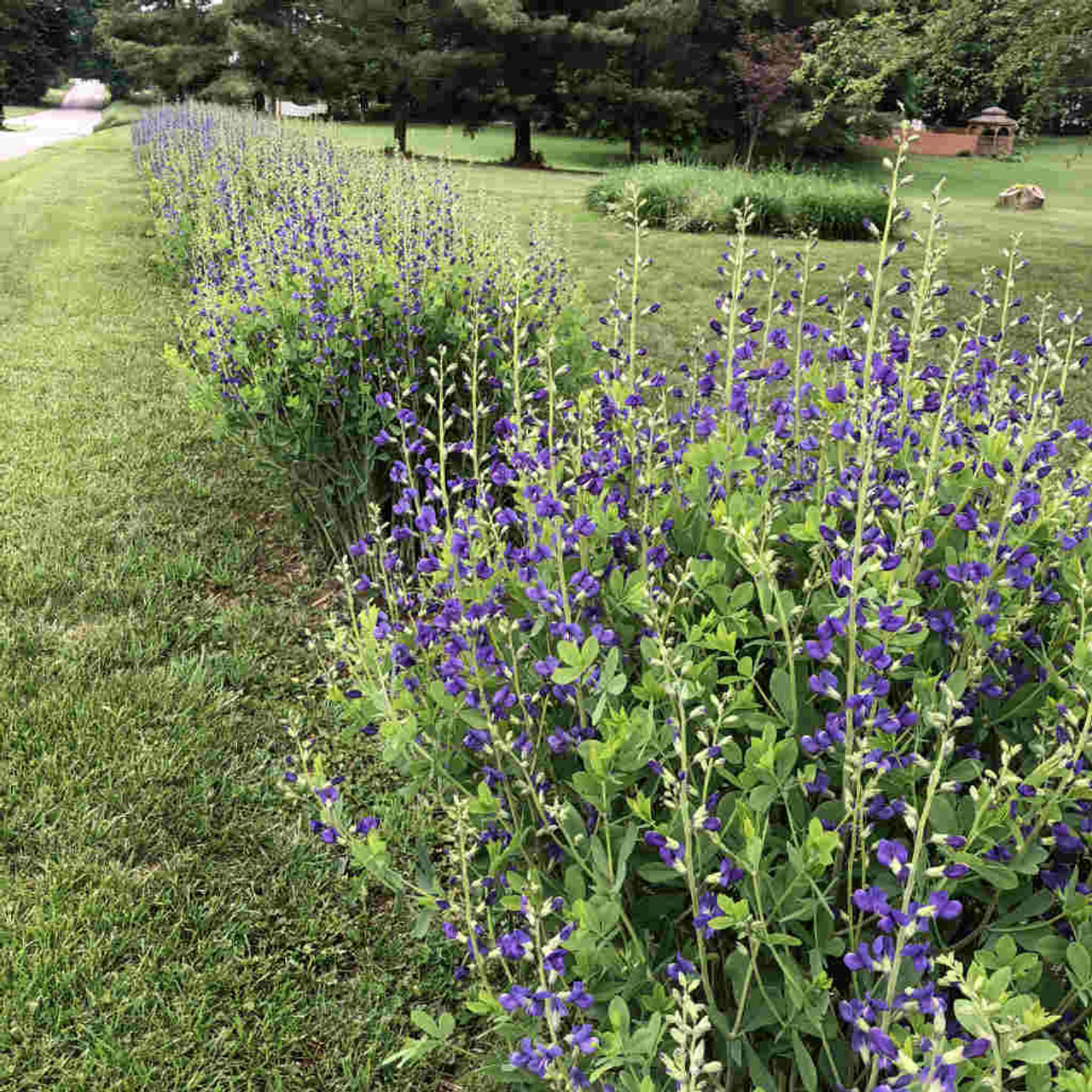 blue false indigo baptisia australis