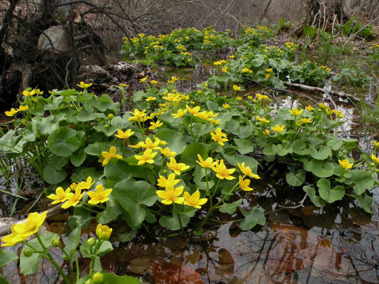 Marsh marigold - Caltha palustris - native water plant, bog perennial for rain garden or permanently moist soil