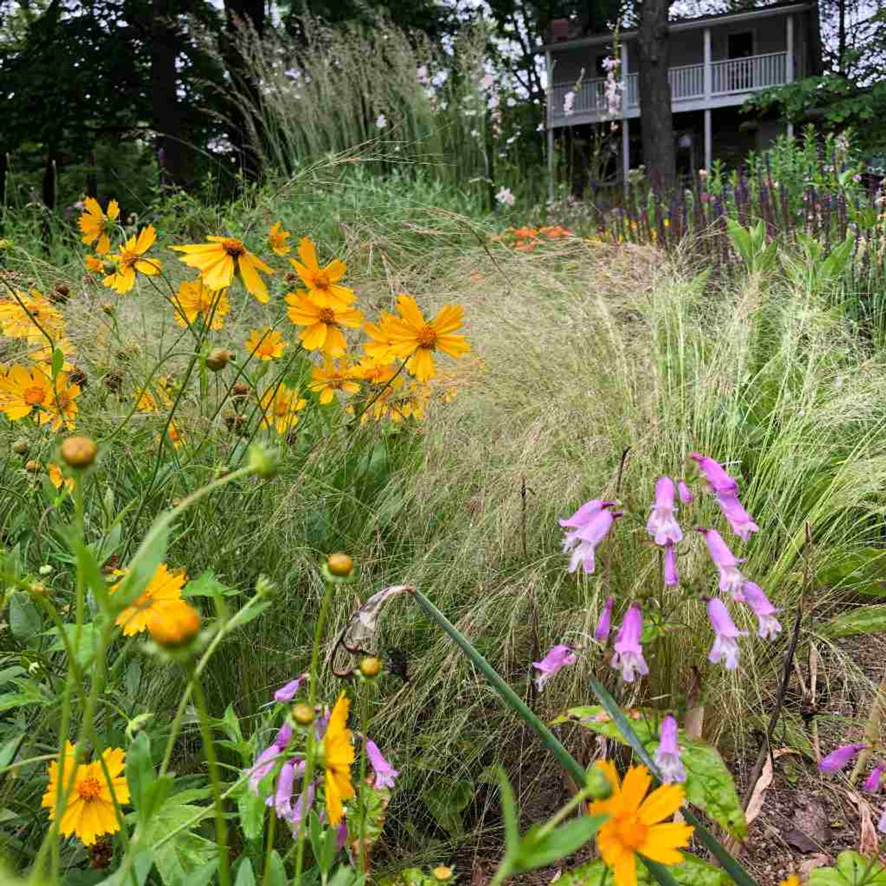 Star Tickseed 'Sunshine Superman' - Coreopsis pubescens