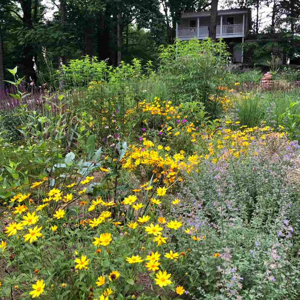 Star Tickseed 'Sunshine Superman' - Coreopsis pubescens 'Sunshine