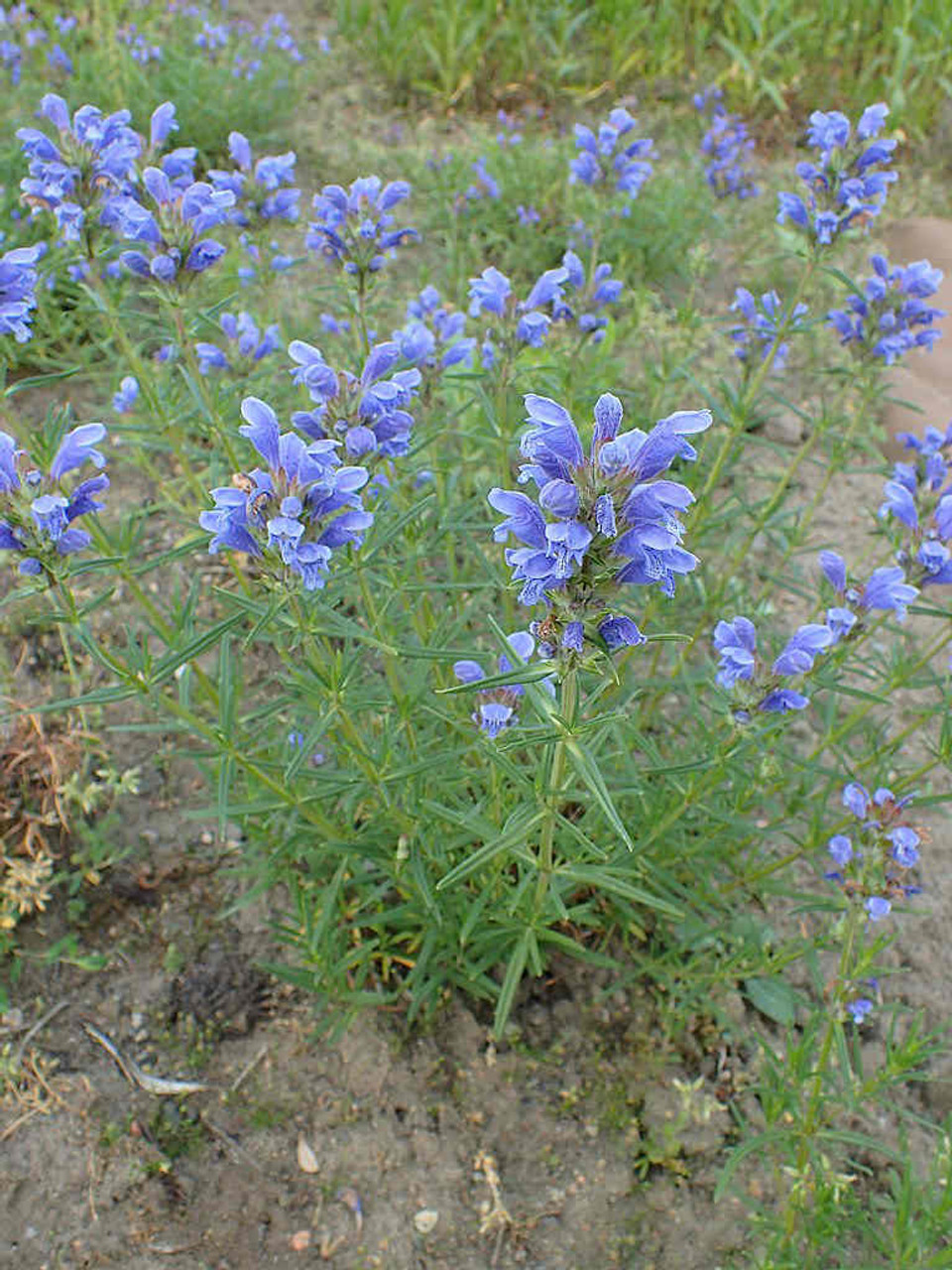 Dracocephalum ruyshiana - Dragonhead - tough perennial for sun, that requires only some drainage