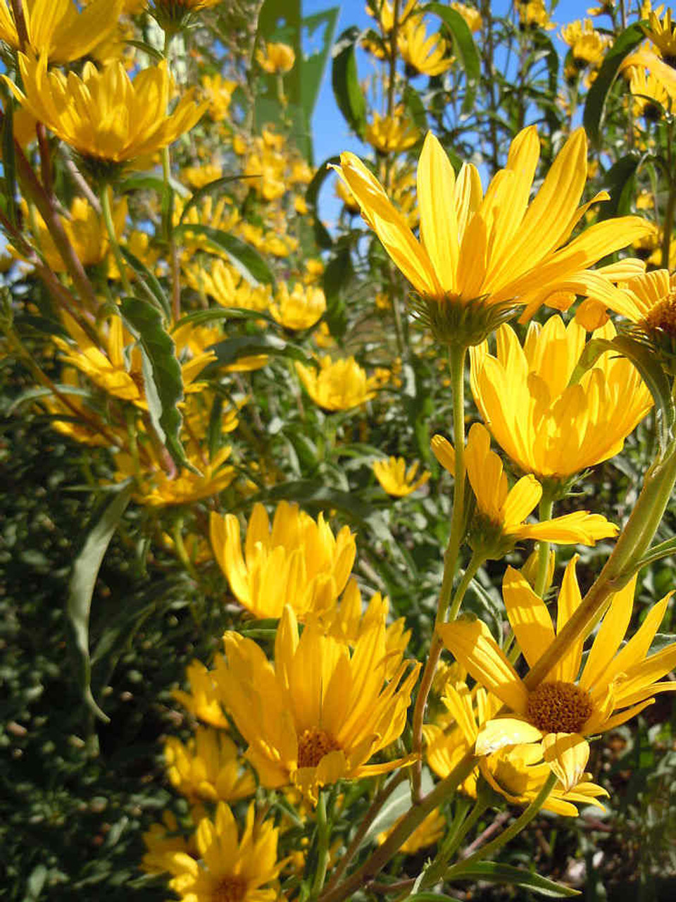 Helianthus maximillianii 'Santa Fe' -  Maximillian Sunflower - Prairie Sunflower 'Santa Fe' - deer resistant perennial with large flowers and dense growth