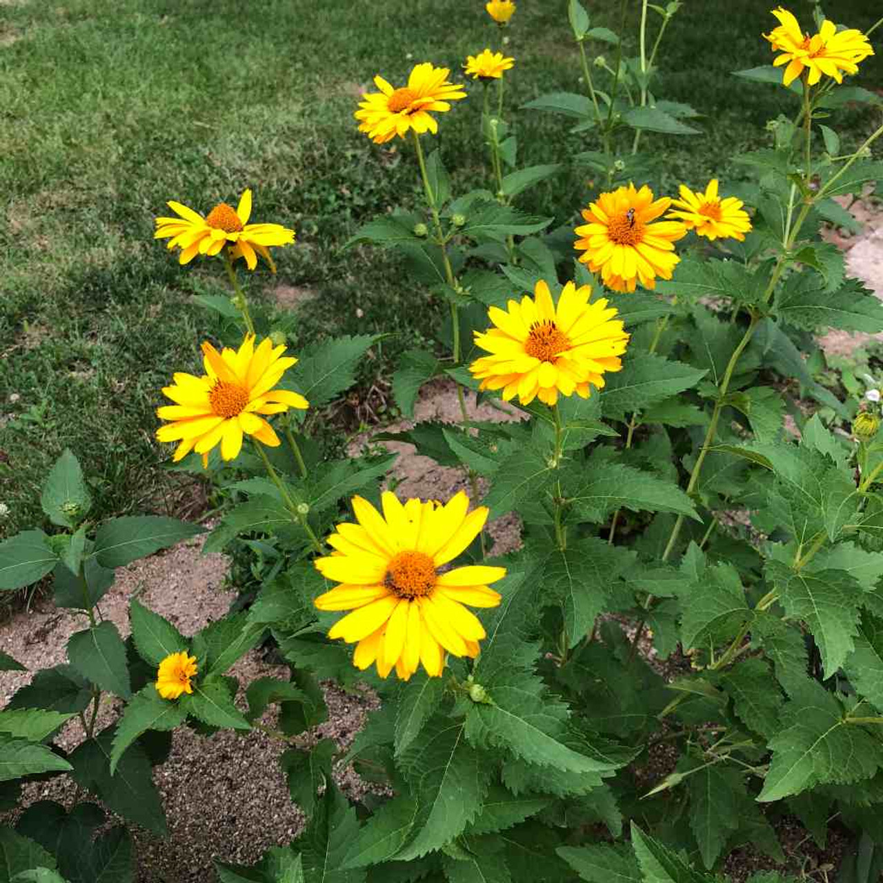 False Sunflower 'Summer Sun'  - Heliopsis helianthoides 'Summer Sun' - heat tolerant nativar and good garden perennial