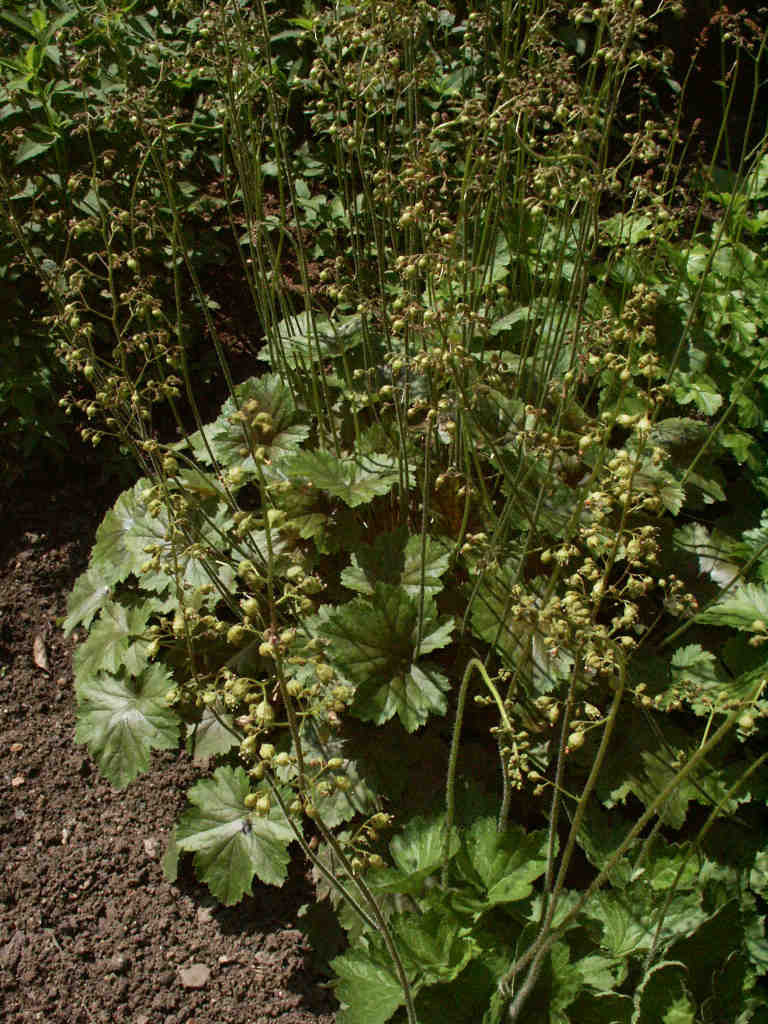 US Perennials Heuchera richardsonii