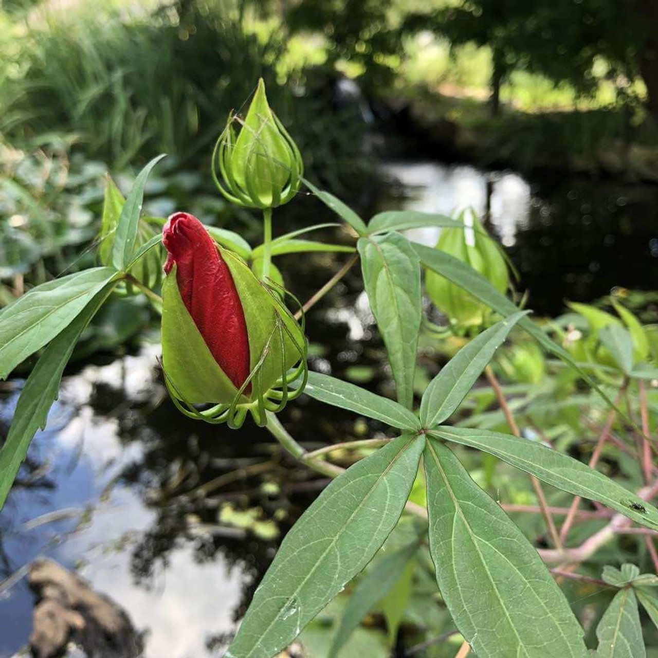 Scartlet Rodemallow - Hibiscus coccineus - this perennial will attract hummingbirds and butterflies and is hardy in zones 6-9