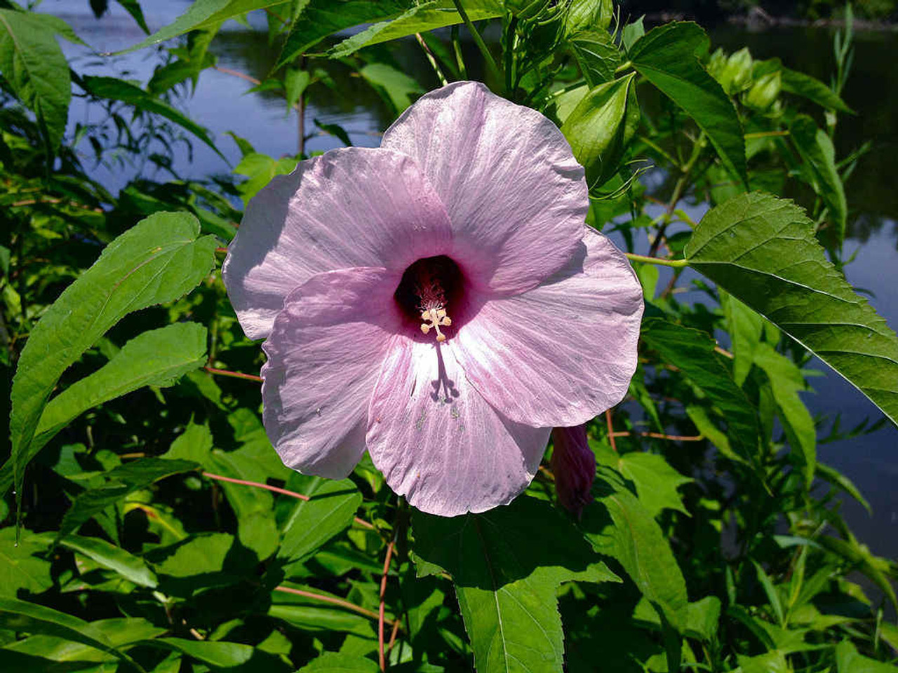 Hibiscus laevis - HALBERD-LEAVED ROSE MALLOW