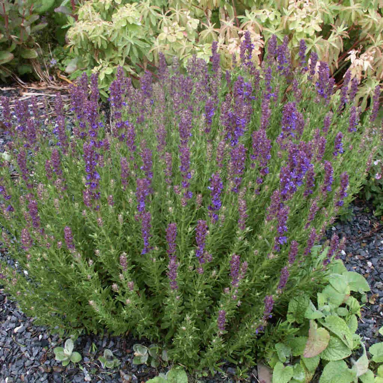 Hyssopus officinalis var. aristatus - hardy perennial with dense mounds