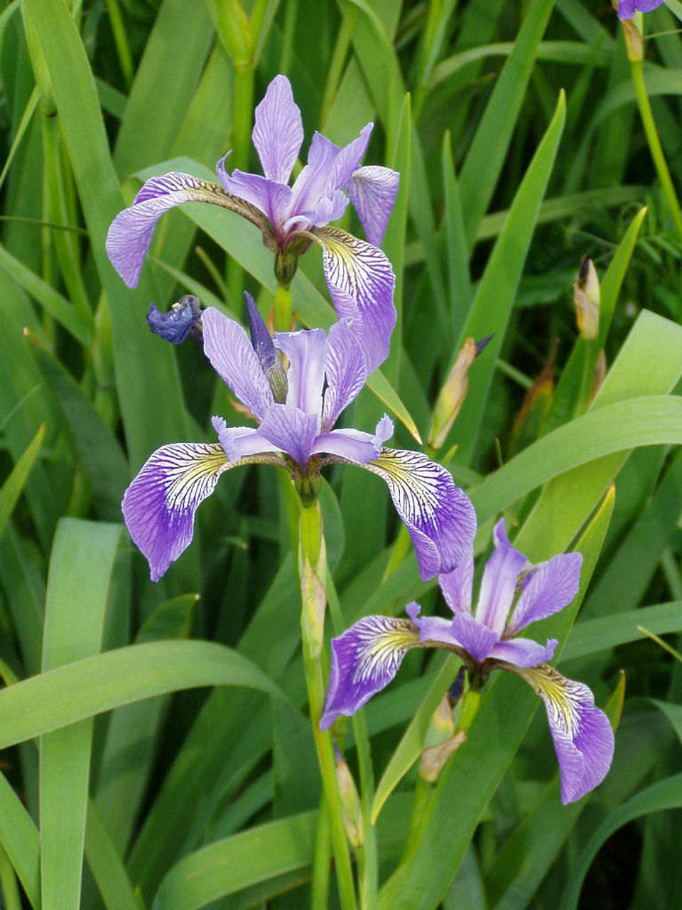 Iris versicolor (Blue iris) - Swamp Rose Coop