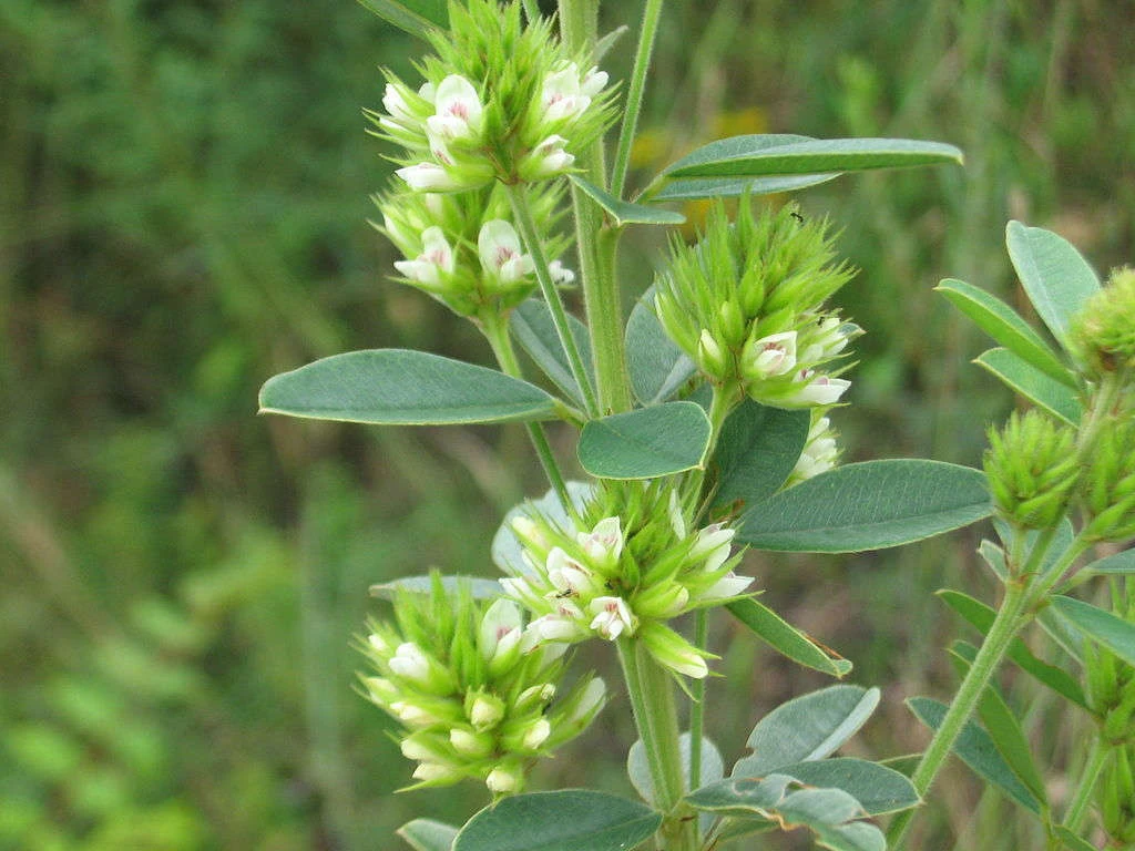 LESPEDEZA capitata (Roundheaded Bush Clover) 1/2 lb