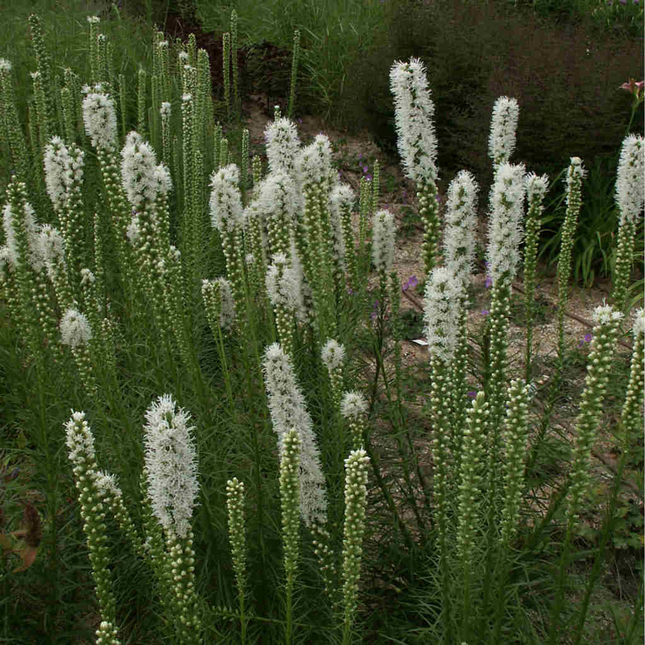 Liatris spicata 'Floristan White' - white cultivar of native blazingstar for sunny garden