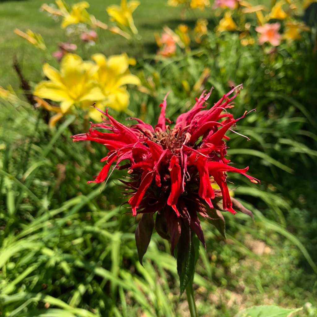 US Perennials Monarda Gardenview
