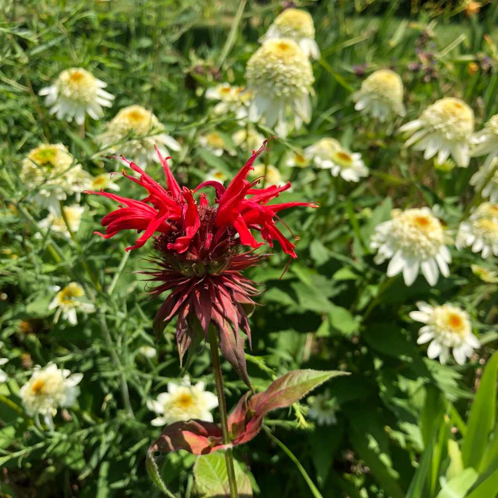 Bee Balm Plant - Monarda 'Jacob Cline'