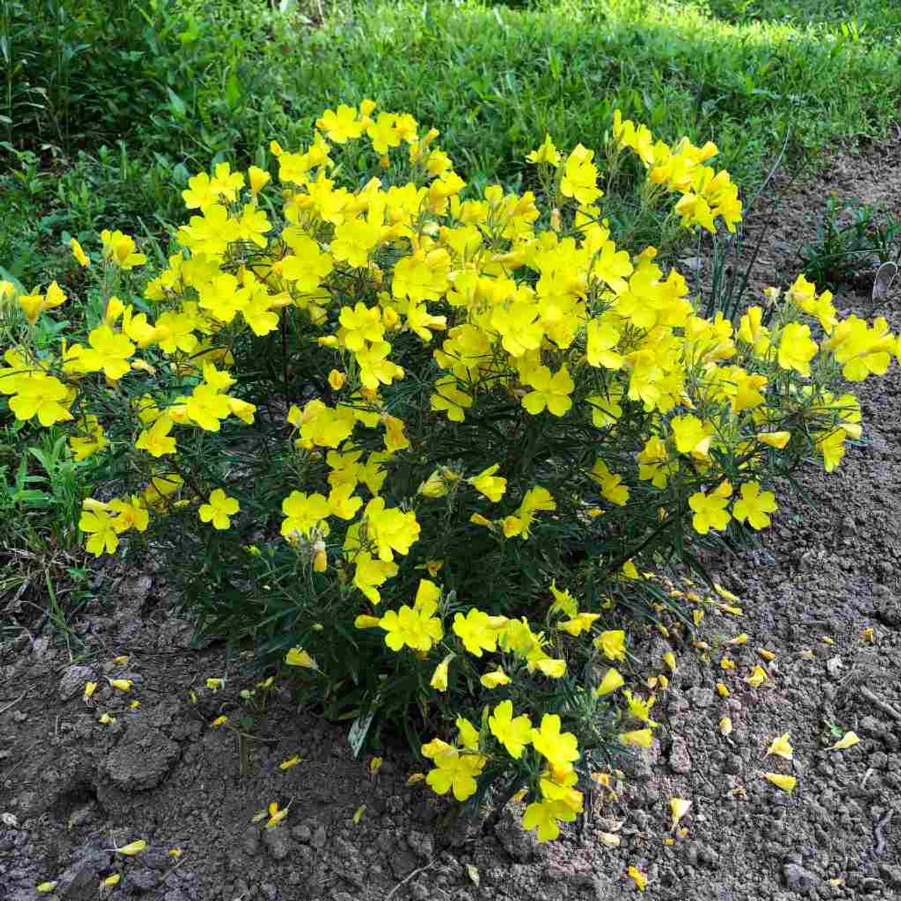 Oenothera 'Cold Crick' - perennial hybrid with fine leaves, dense ground covering mounds and bright yellow flowers