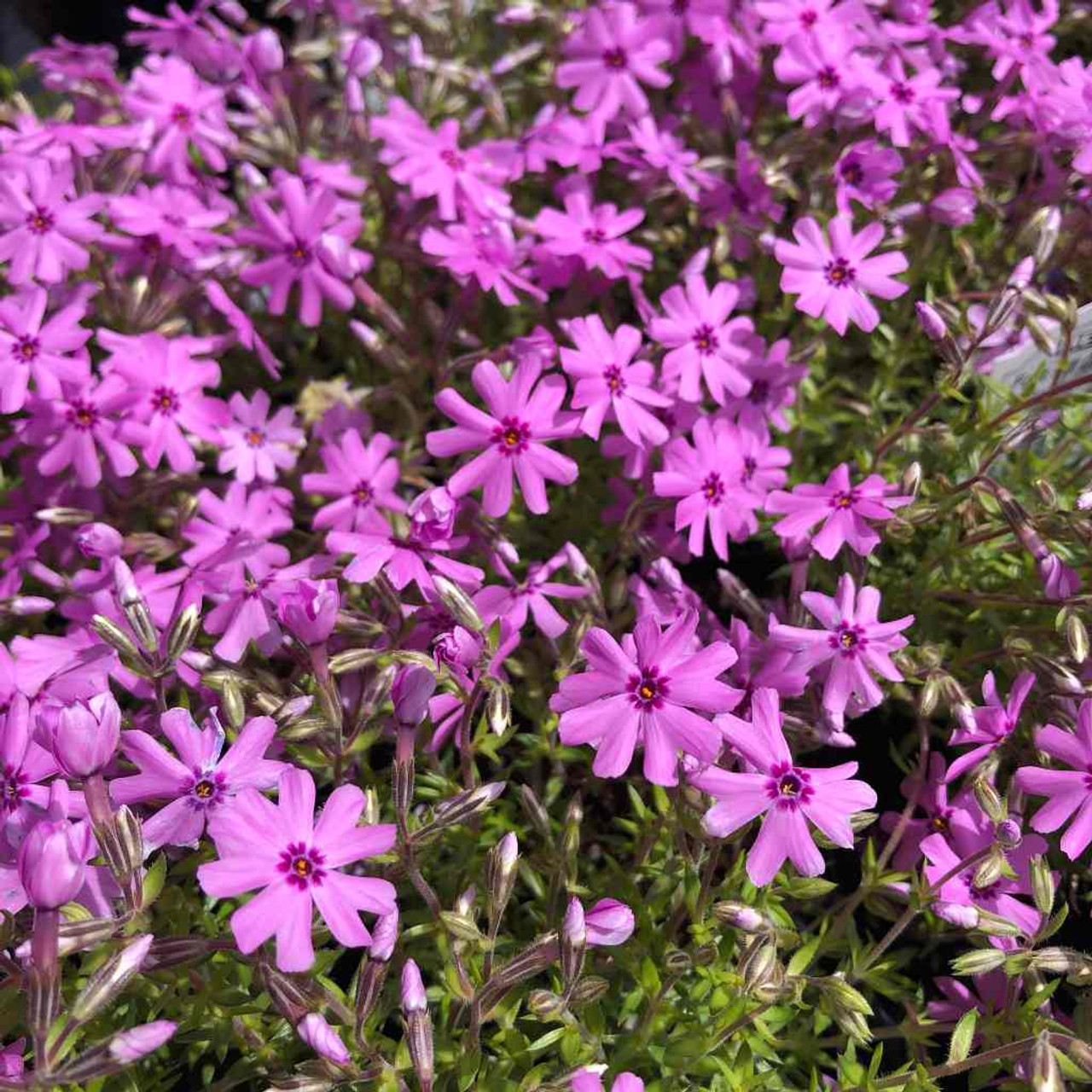 Phlox subulata 'Fort Hill' - mat-forming spring perennial for slopes, lining driveways, paths, edges or rock gardens ⒸUS Perennials