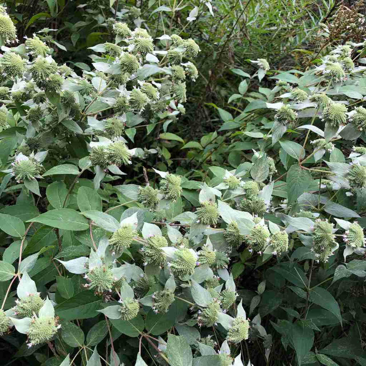Pycnanthemum muticum - Blue Mountain mint - showy native perennial for naturalization, pollinator or butterfly gardens