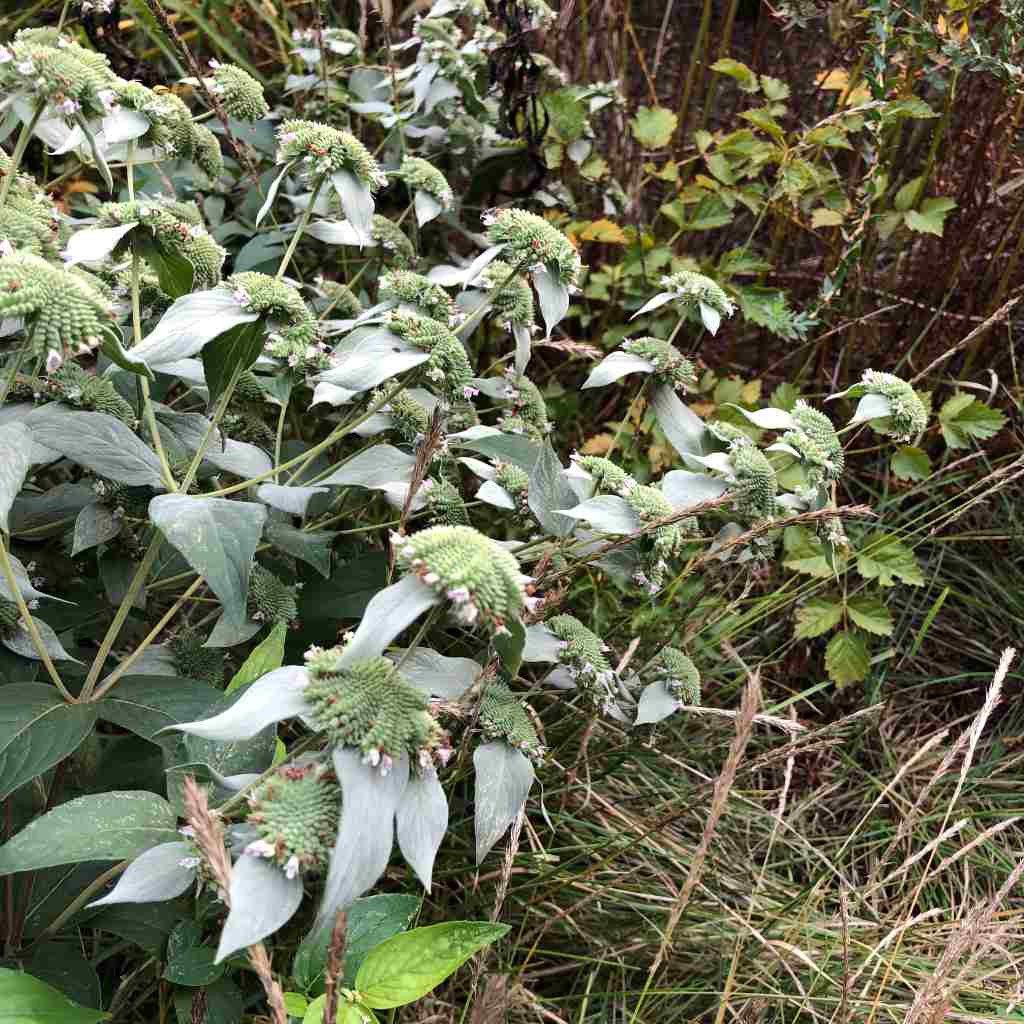 US Perennials Pycnanthemum muticum Blunt Mountain Mint