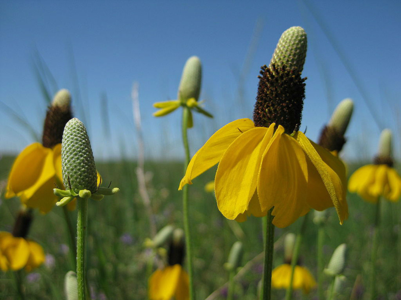 Ratibida columnifera - Mexican Hat - Upright Prairie Coneflower - beautiful native perennial and great butterfly plant for prairie or naturalized planting