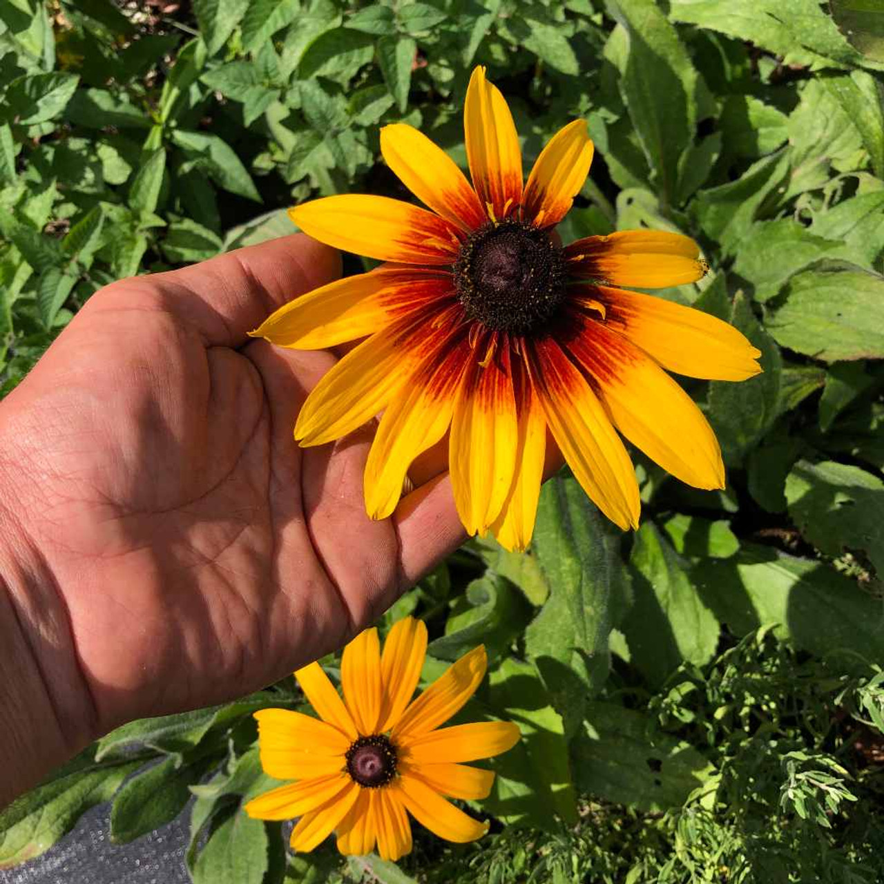 Gloria Daisy - Rudbeckia hirta - is short lived perennial with extra large flowers with brownish eye