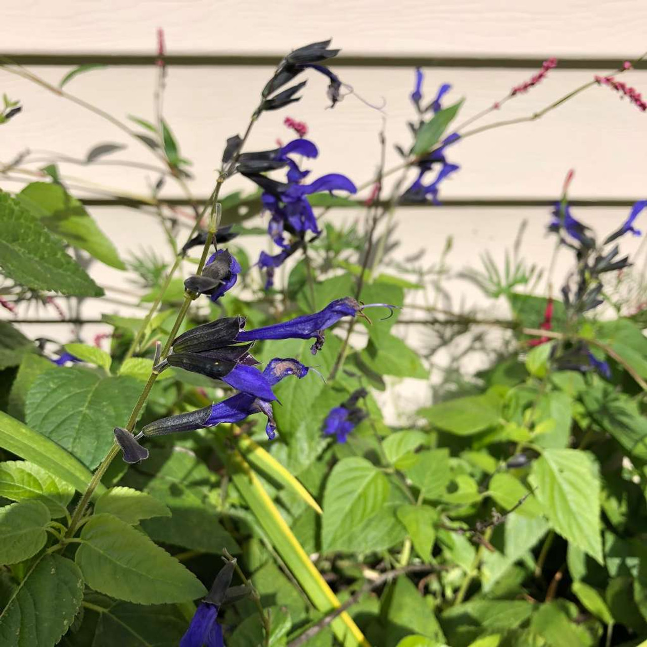 Salvia guaranitica 'Black and Blue'  - Sage 'Black ad Blue' - perennial for sun or half shade garden