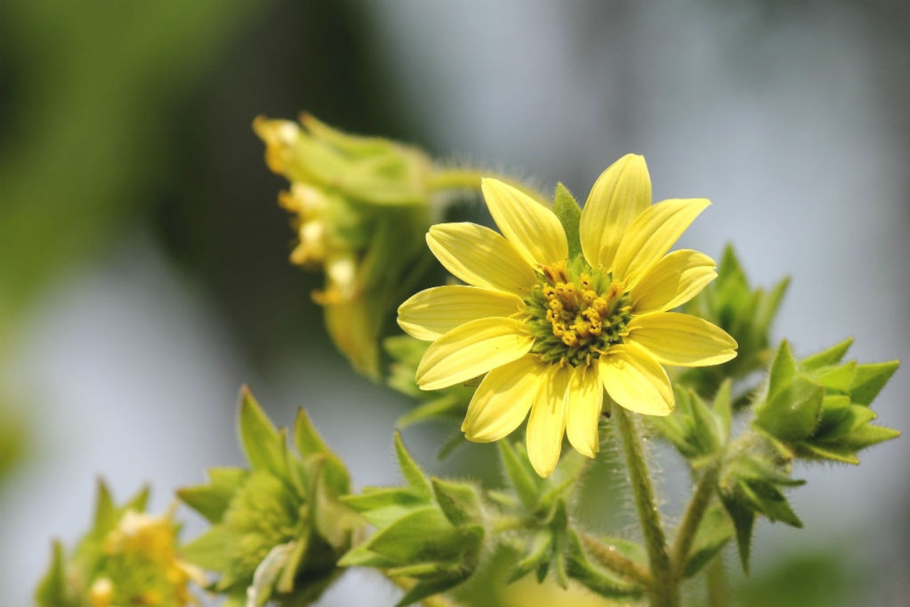 Silphium mohrii - Mohr's Rosinweed - architectural native perennial for perennial border or naturalized planting