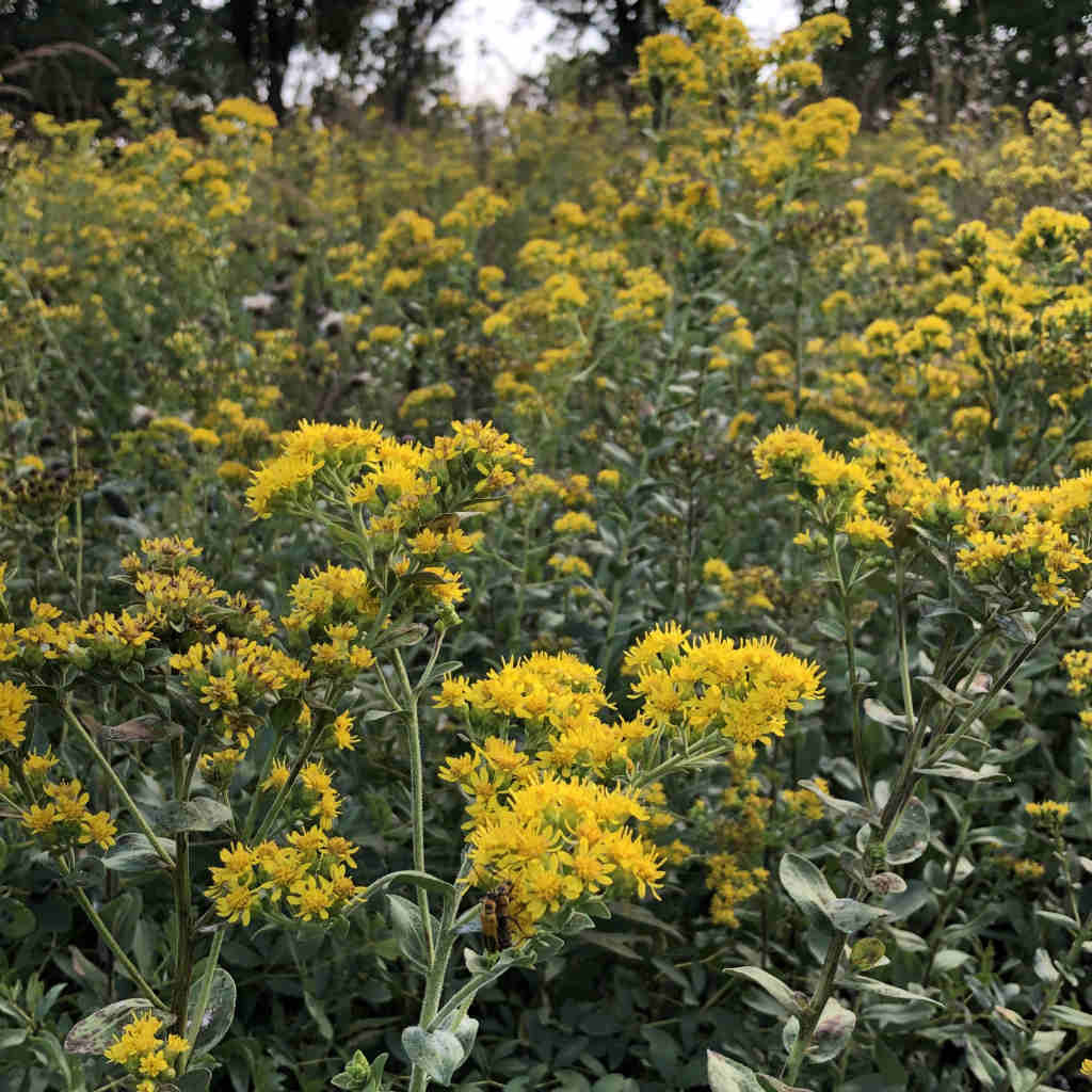 Solidago Rigida Stiff Goldenrod - Solidago rigida