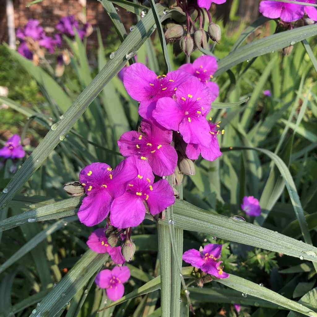 Spiderwort 'Concord Grapes' - Tradescantia x andersoniana 'Concord