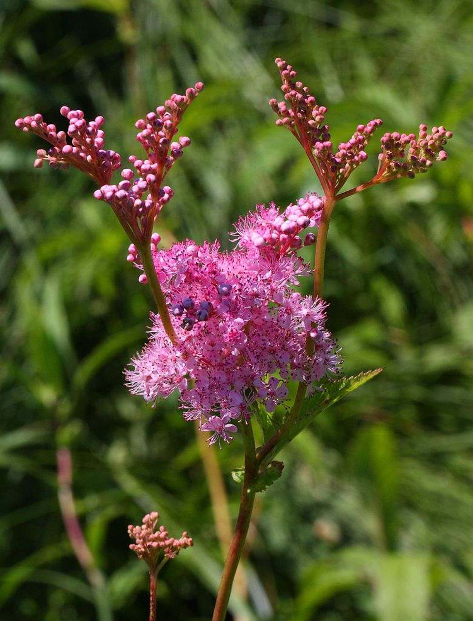 Filipendula rubra - QUEEN OF THE PRAIRIE