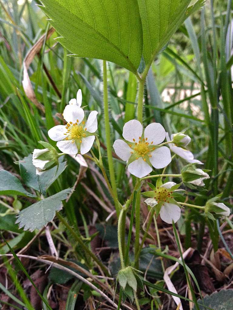 Wild Strawberry (Virginia Strawberry) - Fragaria virginiana