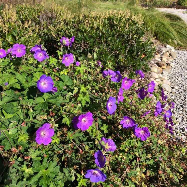 Image of Rozanne Geranium perennial for partial shade