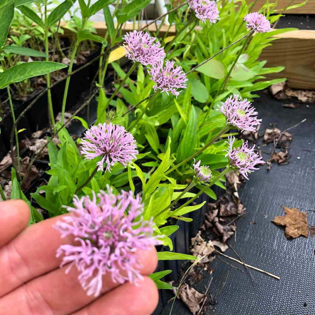 Appalachian Barbara's Button - Marschallia grandiflora
