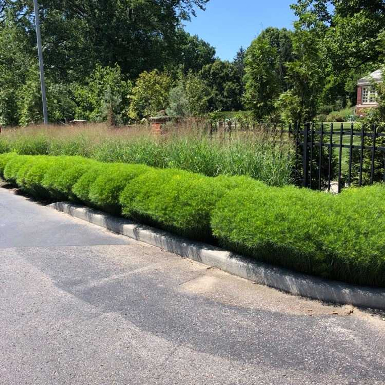 Vernonia lettermannii 'Iron Butterfly' - this perennial can be used for lovely hedges, without need of shearing (Newfields, Indianapolis).