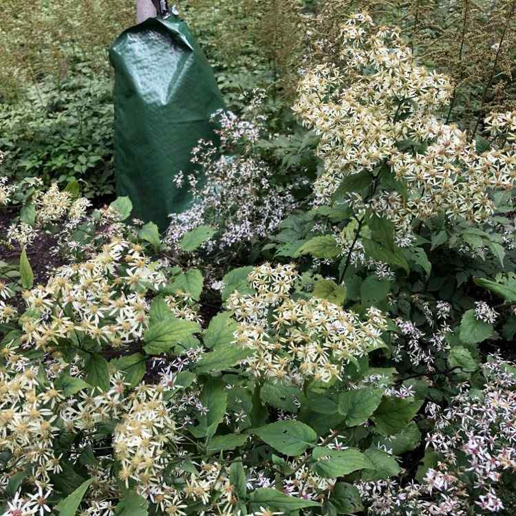 US Perennials Aster divaricatus Eastern Star