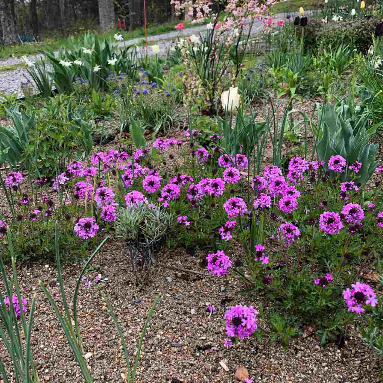 Verbena canadensis 'Anna's Pink' starts to bloom after creeping phloxes and meets with late bulbs ©US Perennials