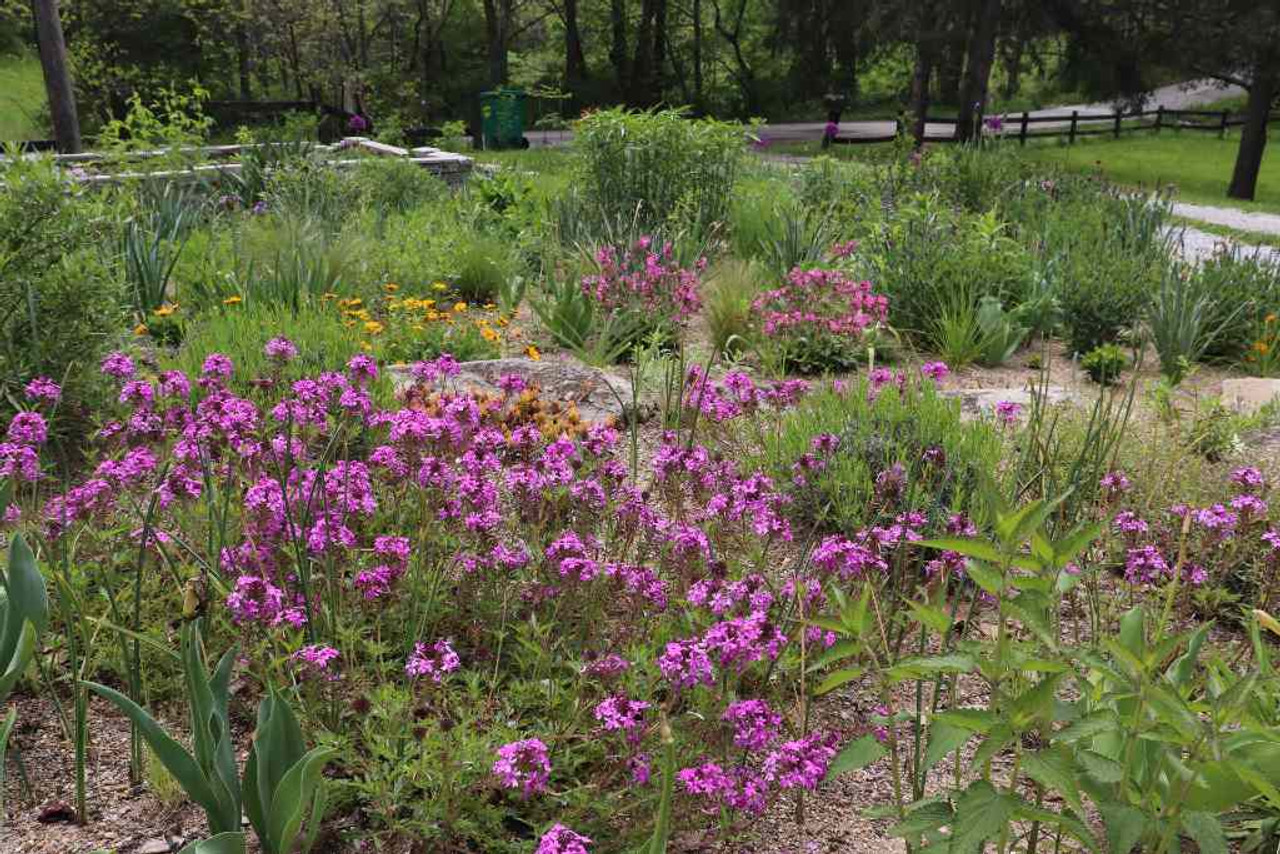 Rose Vervain 'Anna's Pink' in late spring - sunny garden amended with some sand ©US Perennials