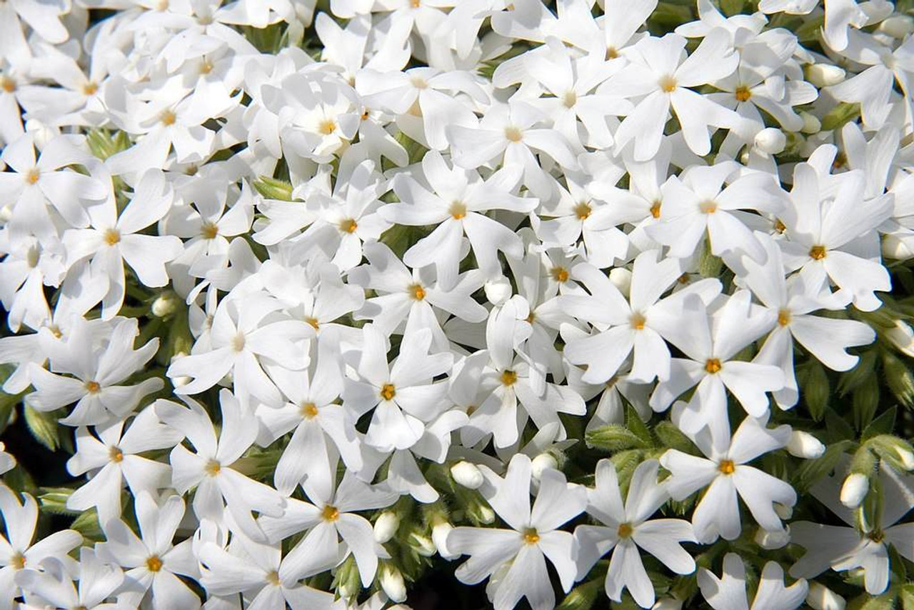 Creeping Phlox 'Snowflake' - low, mat forming perennial with spring flowers ⒸDavid J Stang