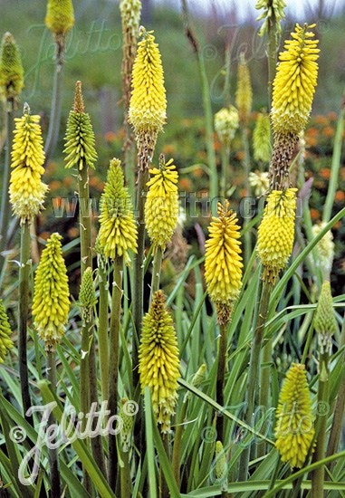 Lime Select Red Hot Poker - Torch Lily - Kniphofia citrina