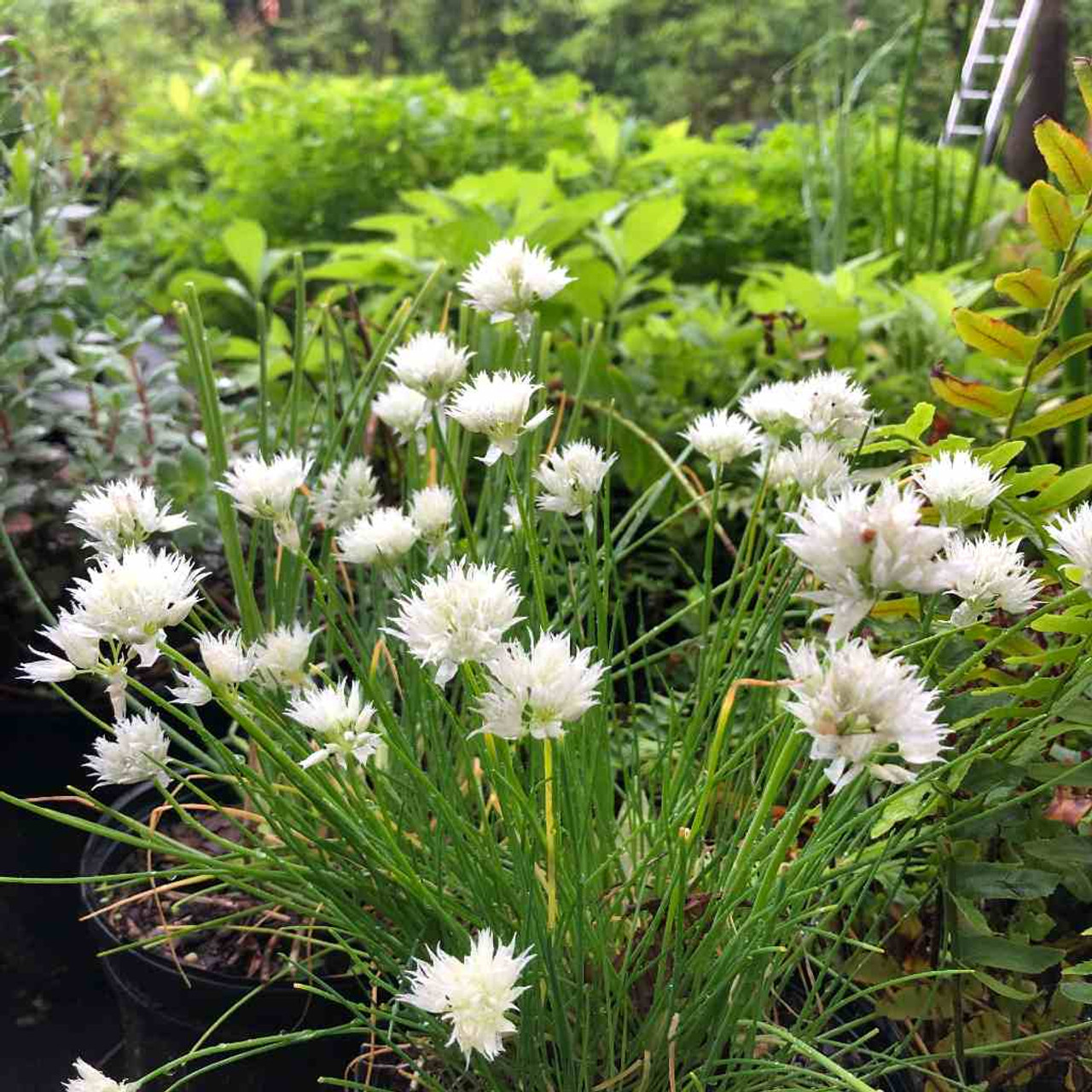 White Flowering Chives ('Album') is chic looking perennial and edible plant too
