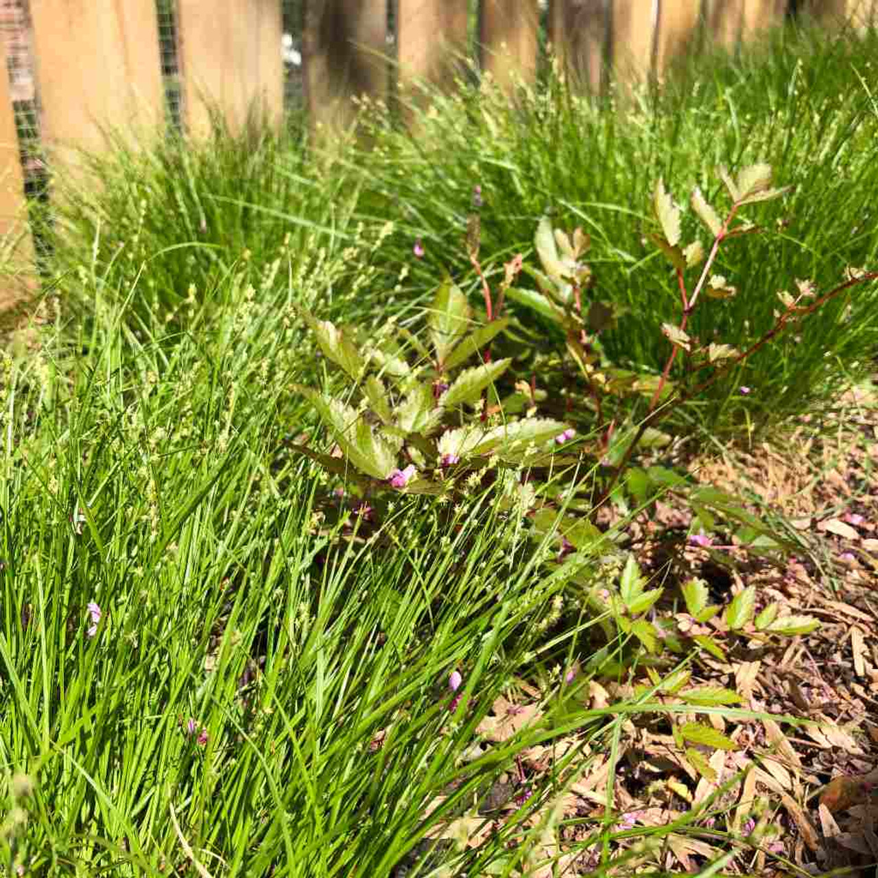 Eastern Star sedge - planted with Astilbe sp. in naturalistic flower bed. Sedges can be used as matrix or groundcovering perennials