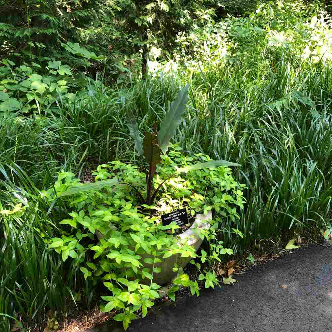 Beakgrain -Beak Grass (Diarrhena obovata) in the woodland garden at Newfields, Indianapolis