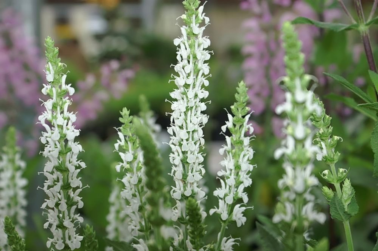 Salvia x sylvestris 'Snow Hill' - easy to grow perennial for sunny garden with somewhat drained, medium to dry soils ©David J. Stang