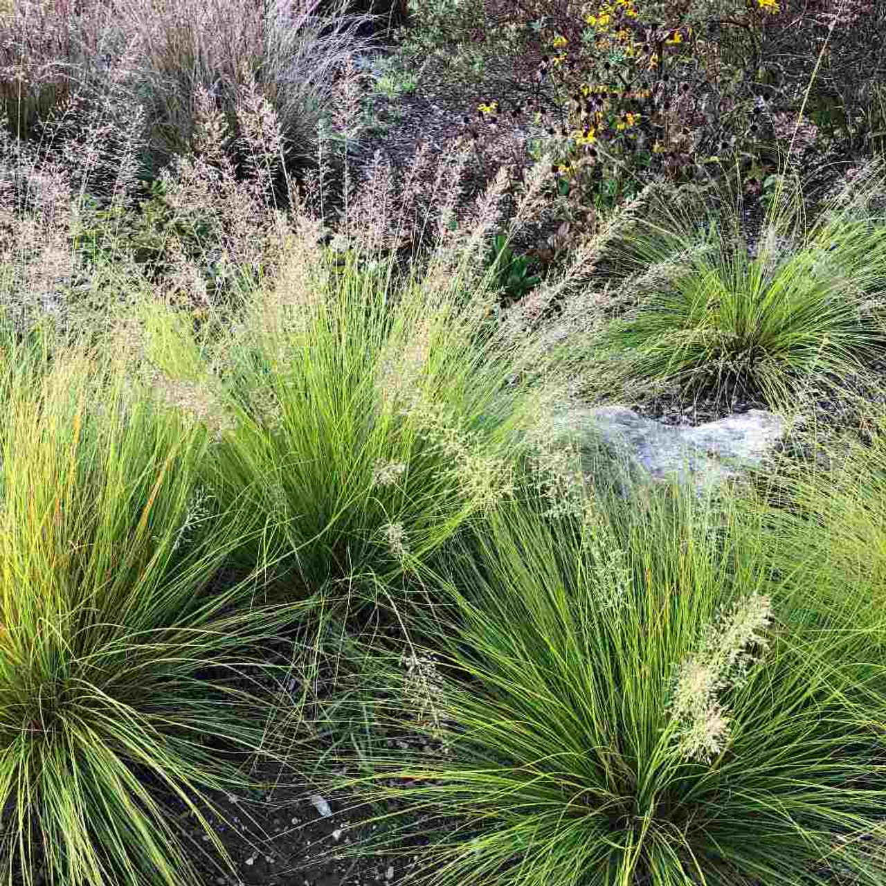 Dwarf Prairie Dropseed 'Tara' -  compact, uniform and more upright than the species. Excellent native grass for front of the sunny bed ©US Perennials