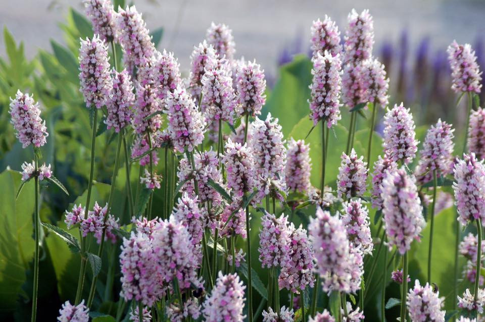 Stachys 'Summer Crush'