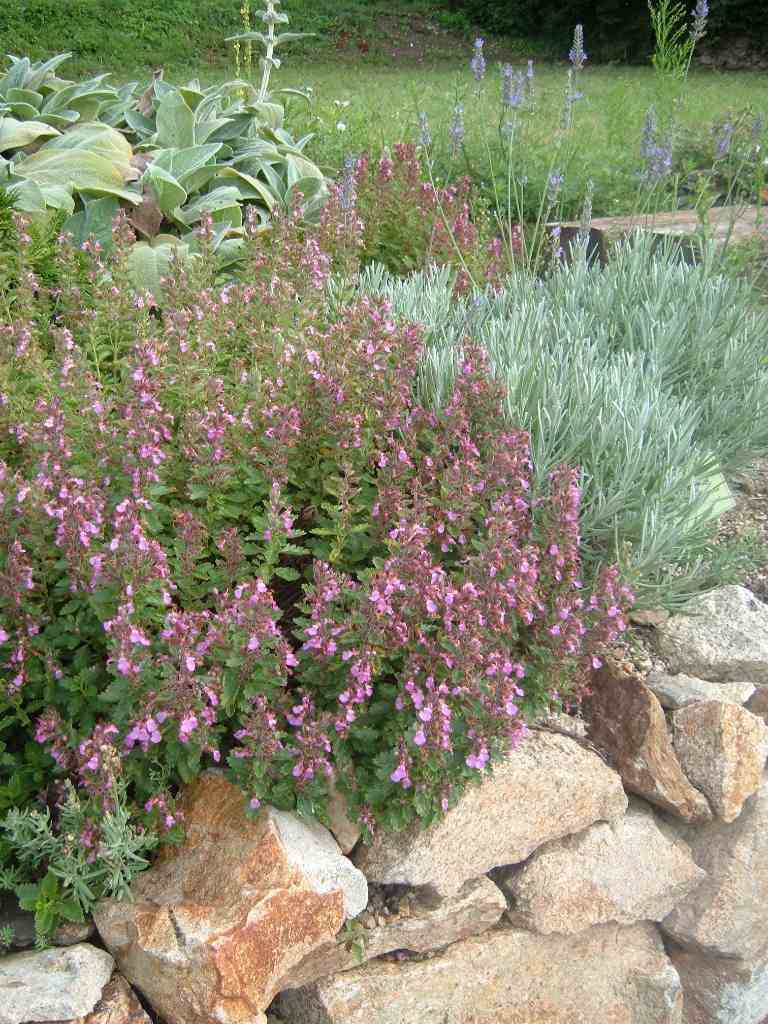 US Perennials Teucrium chamaedrys Wall Germander - Thumbnail 2