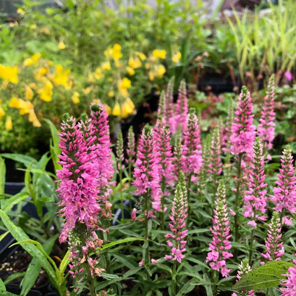 Veronica spicata 'Gilles van Hees' - SPIKE SPEEDWELL 'GILLES VAN