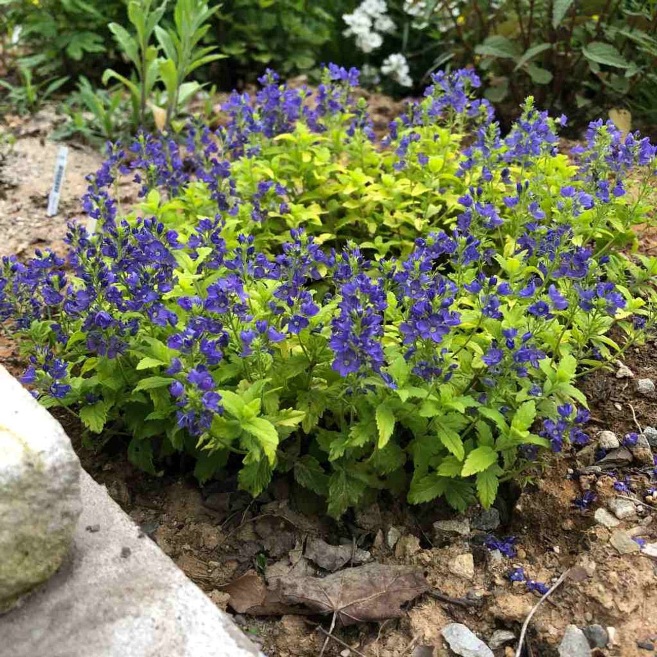 Veronica prostrata 'Trehane' - smaller ground covering plant for the front of the flower bed ⒸUS Perennials