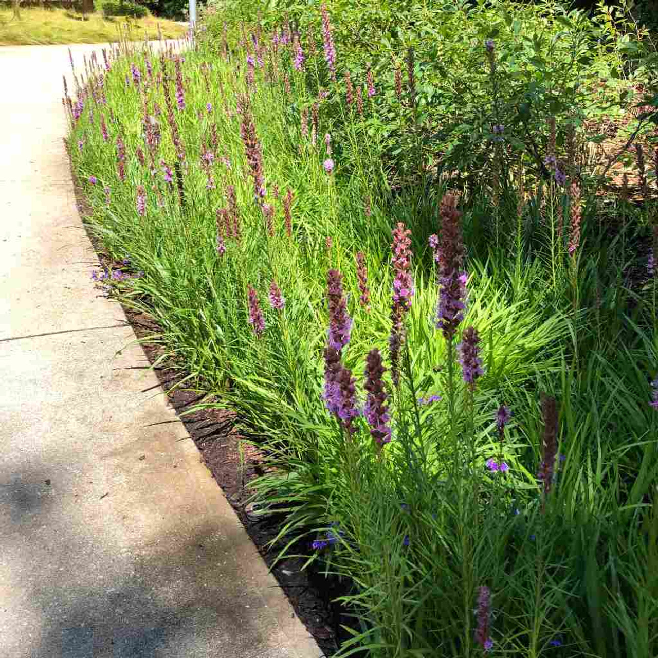Liatris 'Kobold' - shorter, more compact blazingstar that doesn't need staking